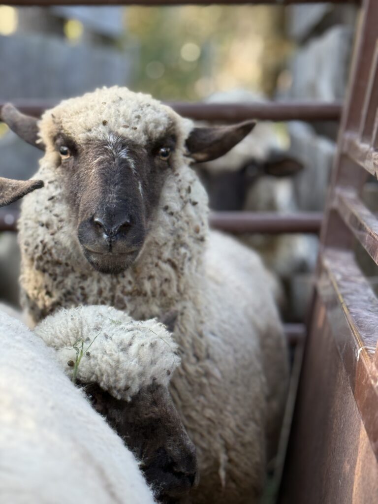 Mariana Berardi international artist 2