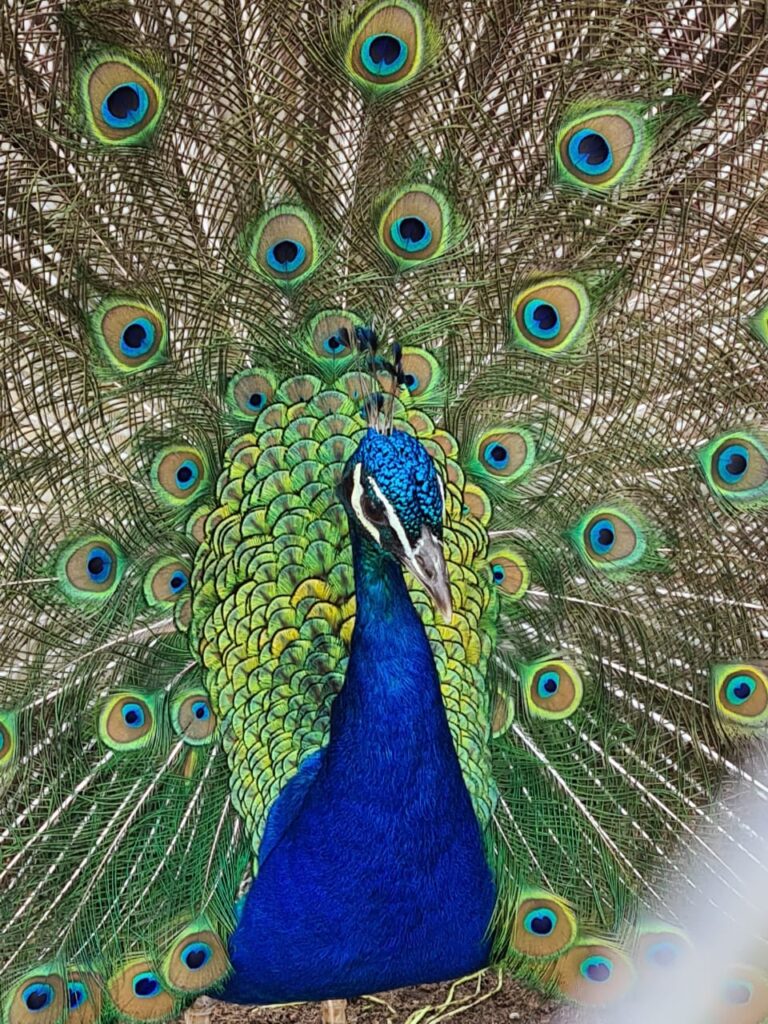 Mariana Berardi international artist 3